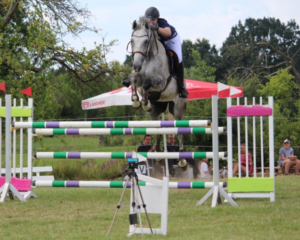 jumper Quantero W (Holsteiner, 2008, from Quite Capitol)