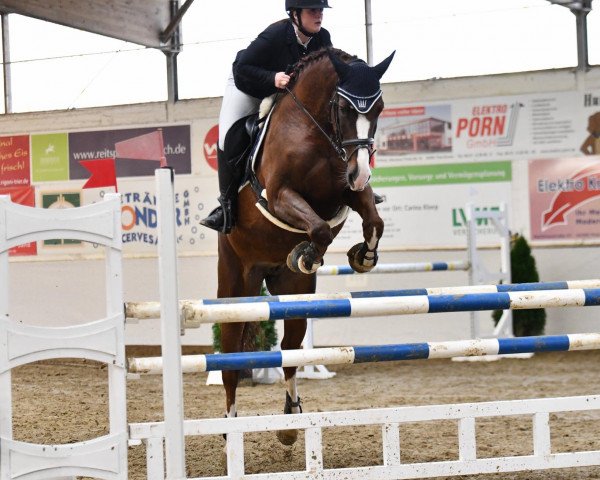 broodmare Calamina (Zangersheide riding horse, 2013, from Indoctro II)