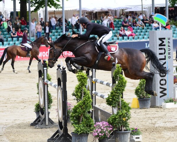 broodmare Bienvenue 7 (Westphalian, 2010, from Balous Bellini)