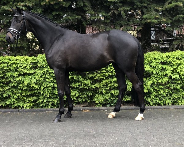 dressage horse Käthe 23 (Oldenburg, 2016, from E.H. Millennium)