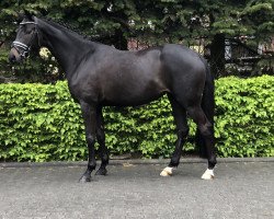 dressage horse Käthe 23 (Oldenburg, 2016, from E.H. Millennium)