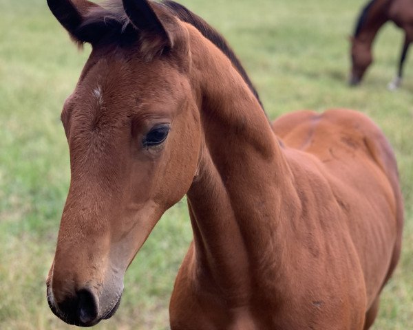 Pferd Bandolero (Oldenburger Springpferd, 2020, von Baggio 17)