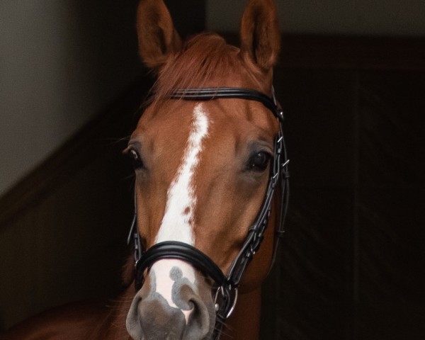 Dressurpferd Ringsbo's V-Power (Dänisches Warmblut, 2013, von Vivaldi)