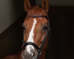Dressurpferd Ringsbo's V-Power (Dänisches Warmblut, 2013, von Vivaldi)