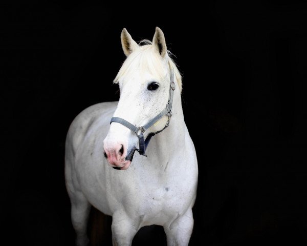 jumper Gandhi VII (+) (Irish Sport Horse, 2005, from Nigrasine xx)