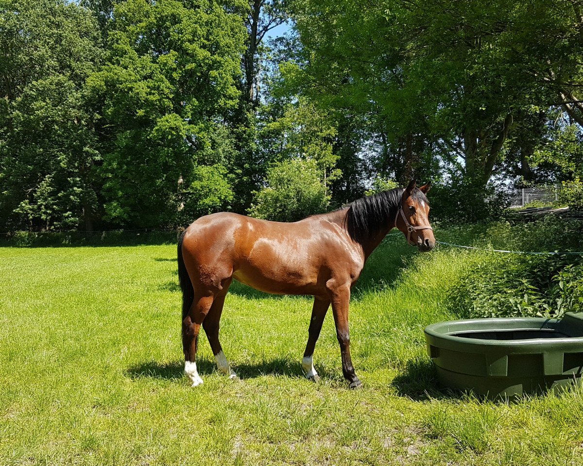 Pferd Carla (Westfale, 2018, von Champagner)