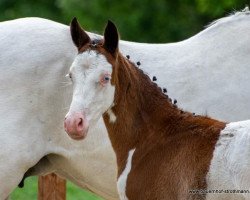 horse Vantastico (German Riding Pony, 2020, from Vincent)