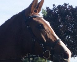 jumper Great Goal Aj (German Sport Horse, 2016, from Colorfox)