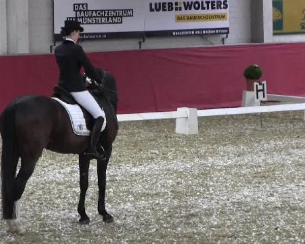 Pfingst - Dressur und Springturnier Borken 2015