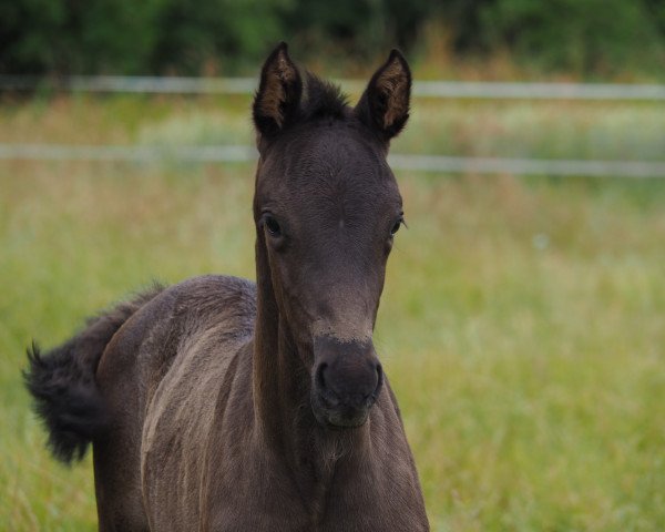 horse Cocoa (Oldenburg, 2020, from Maracana)