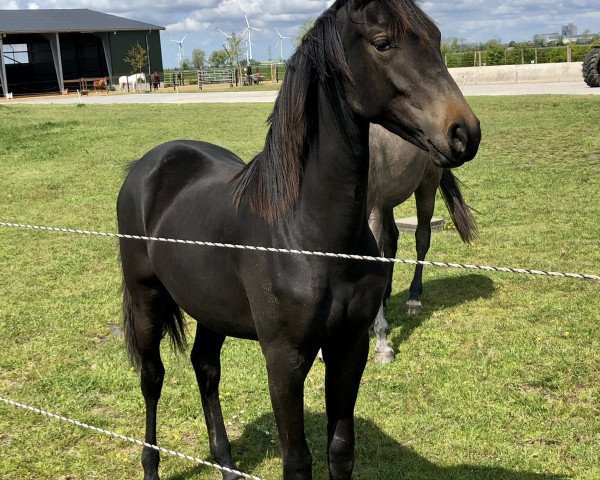 Pferd Bella Futura PSP (Oldenburger, 2019, von Fidertanz)