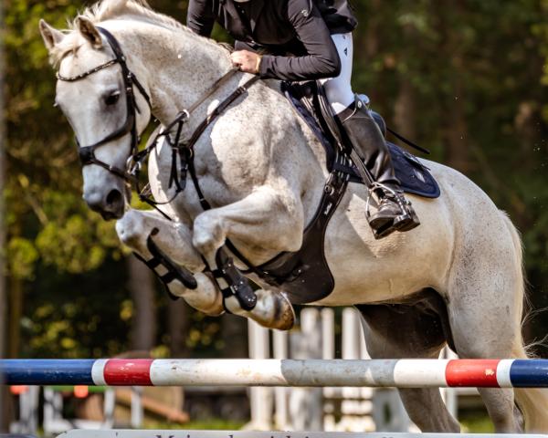 Cavallo da salto Ares 143 (Pony da Sella Tedesco, 2009, di Acado)