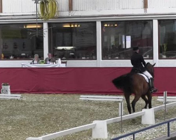 Pfingst - Dressur und Springturnier Borken 2015