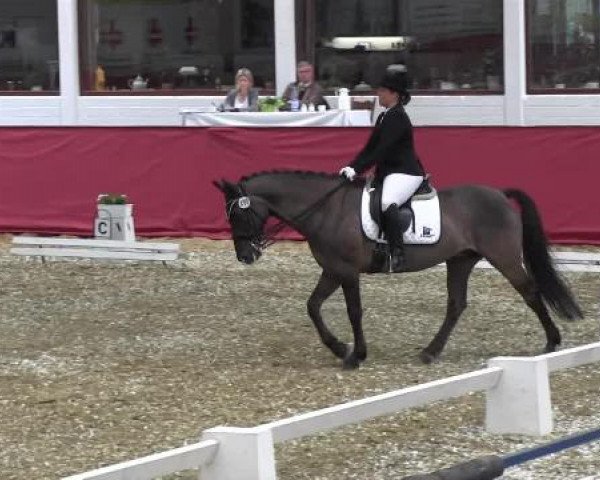 Pfingst - Dressur und Springturnier Borken 2015
