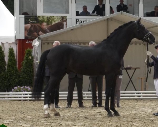 broodmare Fräulein Fröhlich 6 (Hanoverian, 2014, from Fürstenhof)