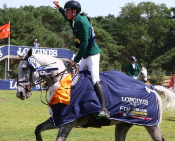 jumper Castlefield Vegas (Irish Sport Horse, 2010, from Cassino)