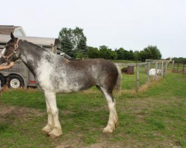 horse Ridgeview's Lady Tisdale (Clydesdale, 2017, from Armageddon's Lord Lazarus)