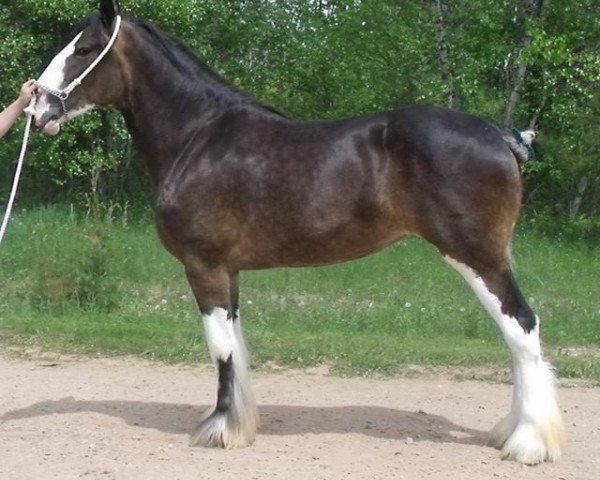 broodmare T.S.F. Cornerstone's Carrie (Clydesdale, 2014, from Ozark's Royal Cornerstone)
