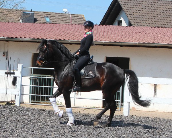 Dressurpferd Michi's Feinster (Hannoveraner, 2015, von Finest)