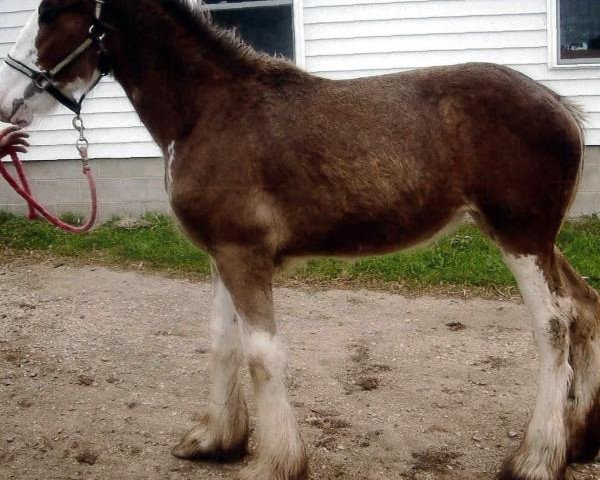 horse Country Lane Helen (Clydesdale, 2014, from Ozark's Royal Cornerstone)