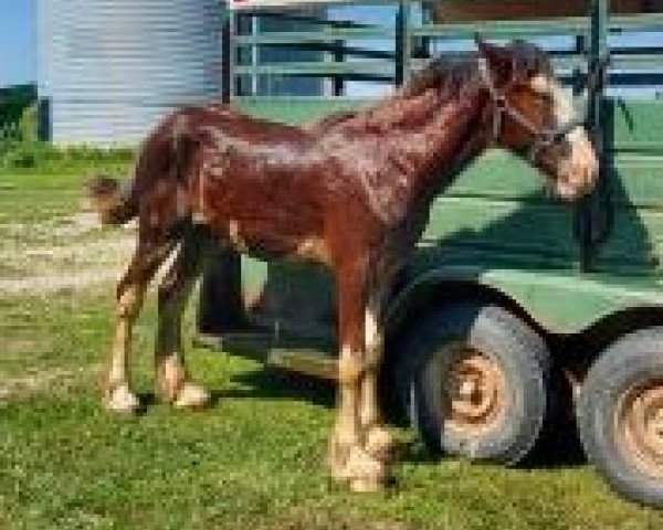 Cheval Roscoe of Osage Commander (Clydesdale, 2019, de KDJ's Benedict Commander)
