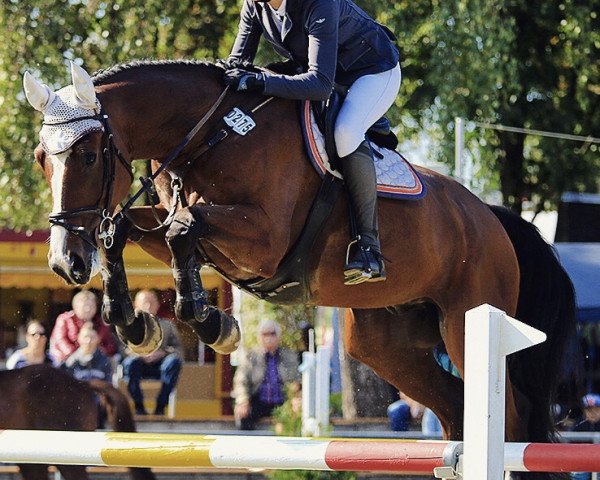 jumper Lumumba 27 (German Sport Horse, 2012, from Lord Argentinus)