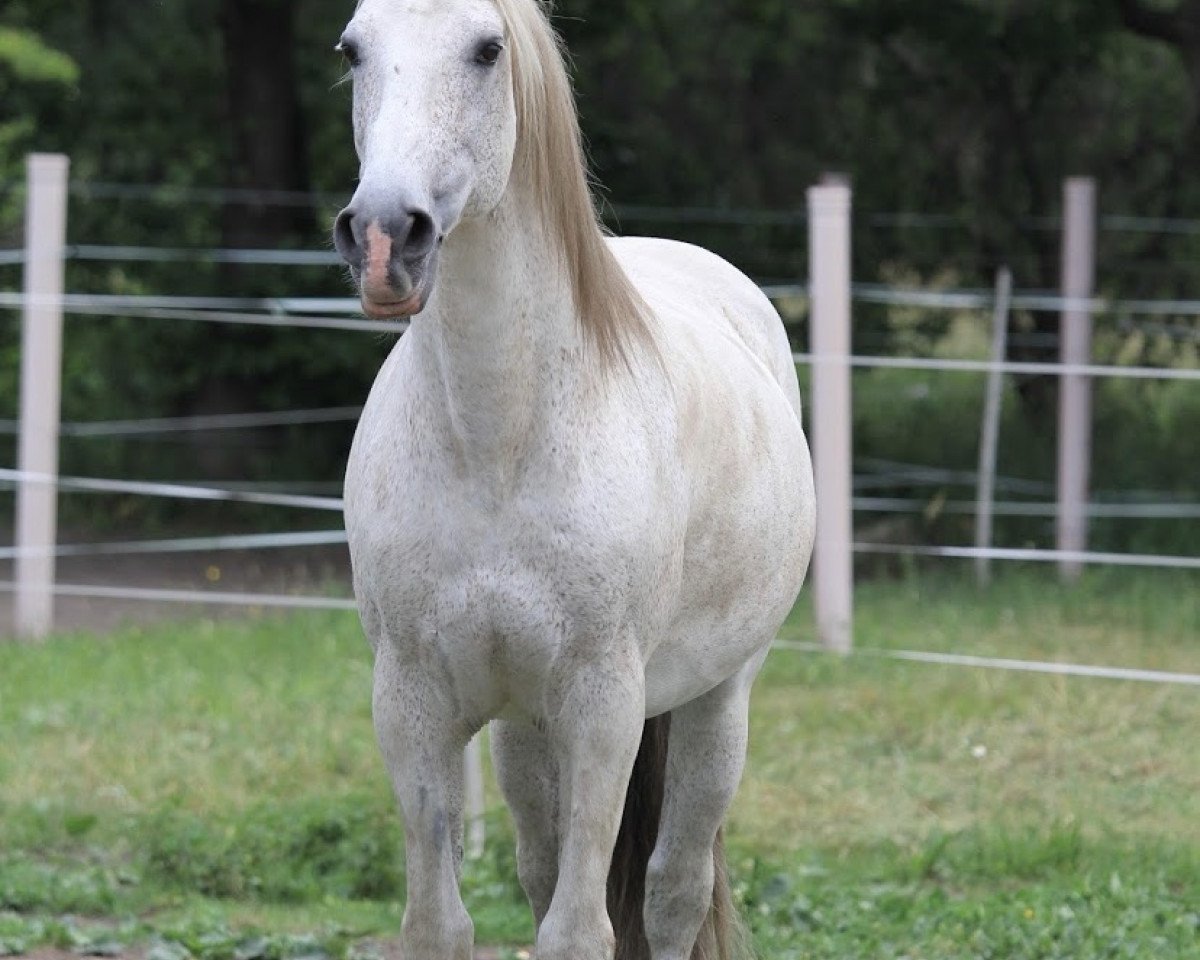 stallion Qu Hinote (Lusitano, 1997, from Hino)