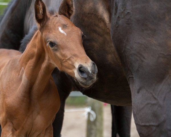 horse Hengst von Del 'Arko d'Henvet / New Quidam (Holsteiner, 2019, from Del 'Arko d'Henvet)
