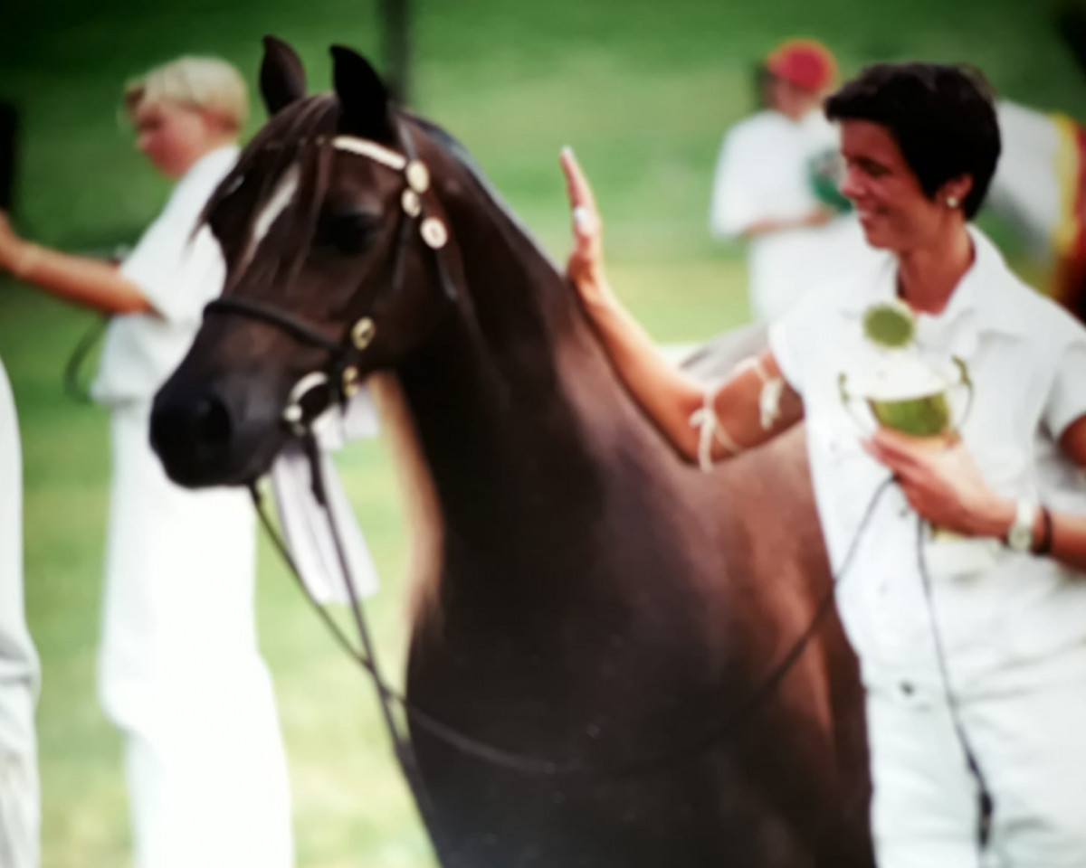 broodmare Tyn-y-Cae Liza (Welsh-Pony (Section B), 1981, from Chamberlayne Royalist)