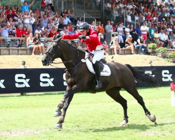 jumper Galoubet Fravanca (Belgian Warmblood, 2006, from Caretino)