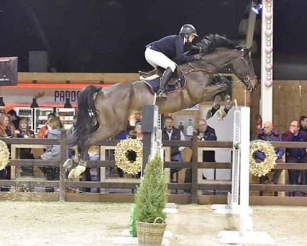 Springpferd Soprano van het Lindenhof (Zangersheide Reitpferd, 2011, von Stolzenberg)