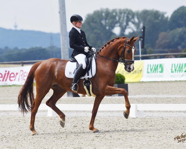 dressage horse Senorita Heinrich (Westphalian, 2015, from Sir Heinrich OLD)