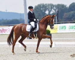 dressage horse Senorita Heinrich (Westphalian, 2015, from Sir Heinrich OLD)