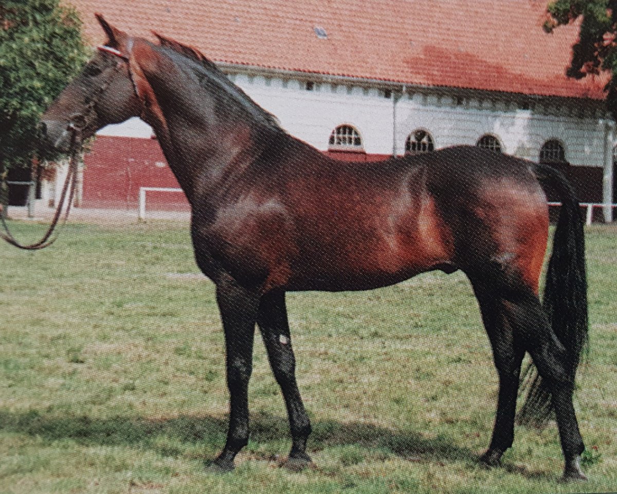 Plemeník Morgan 3419 (Mecklenburský kůň, 1979, od Modus xx 3287)