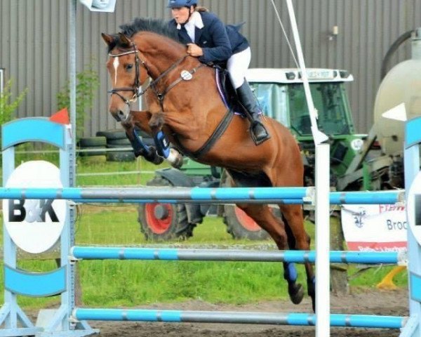 Springpferd Chamberlain 55 (Holsteiner, 2003, von Colman)