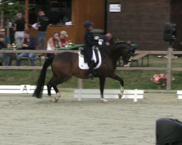 Equestrian Tournament Braunschweig - Volkmarode 2026