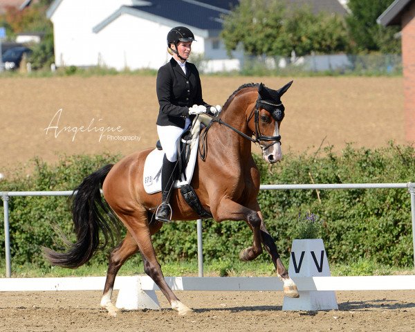 dressage horse Goldbär 12 (German Sport Horse, 2015, from Goldberg)