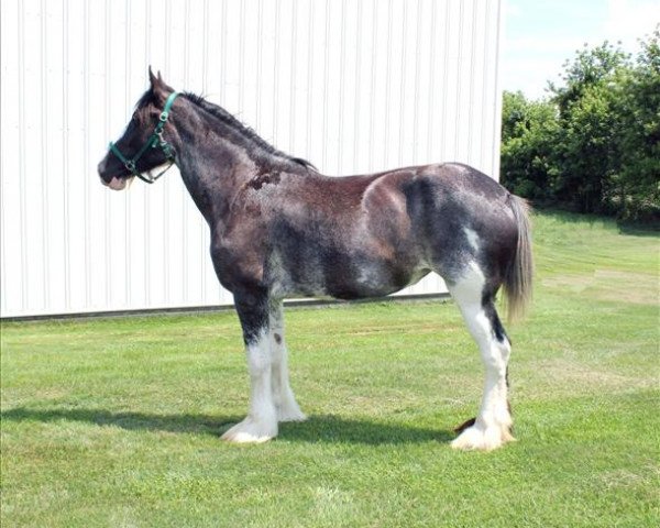 horse Renaissance Lady Alivia (Clydesdale, 2009, from Donegal Danny Boy)