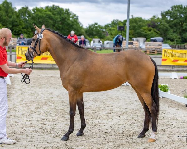 Fattrice Rising Diamond TK (Pony da Sella Tedesco, 2022, di Reitland's Diamonds Gold)