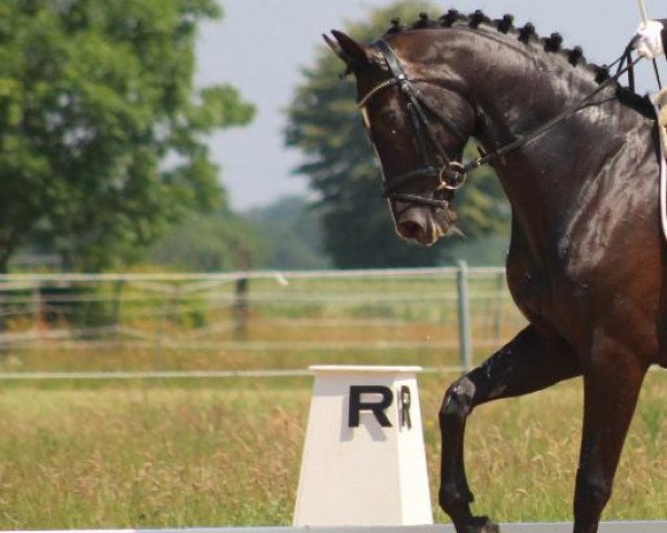 broodmare Donnerlottchen 9 (German Sport Horse, 2014, from Damon Hill)
