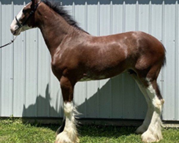 Pferd Parnellranch Preston (Clydesdale, 2018, von Gregglea Azar's Protege)
