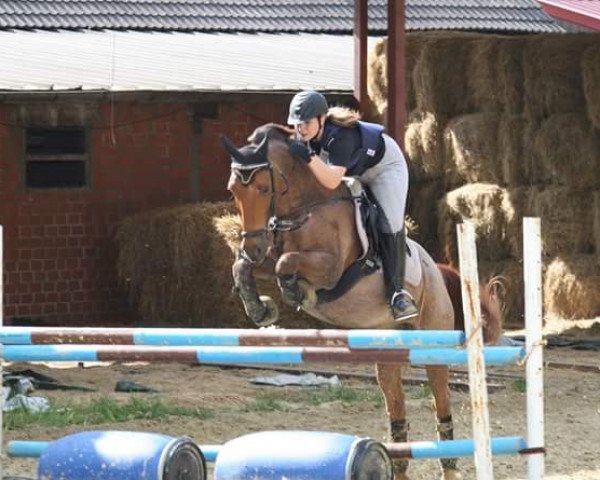 jumper Roosevelt 19 (German Warmblood, 1995)