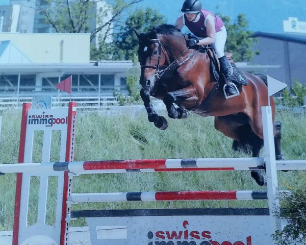 jumper Stolzi van Alfen (Westphalian, 2011, from Stolzenberg)