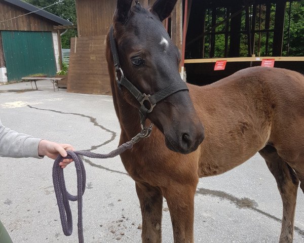 horse Mattschwarz (Westphalian, 2020, from Maracana)