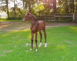 Pferd Namira-Jolie MH (Holsteiner, 2020, von Clarimo Ask)