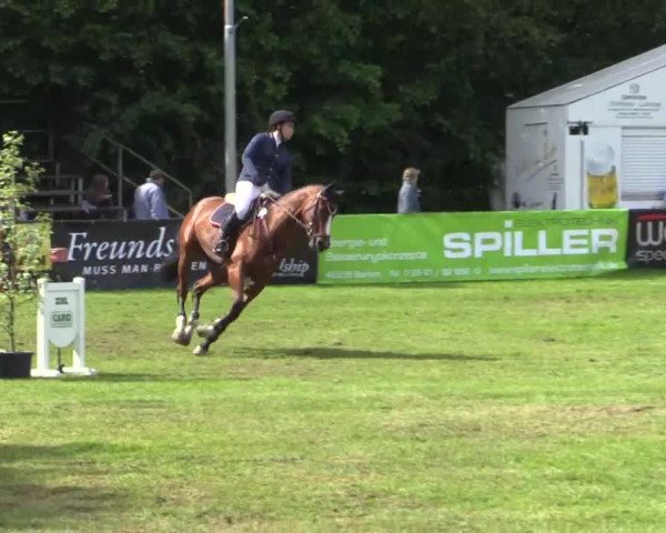Pfingst - Dressur und Springturnier Borken 2015