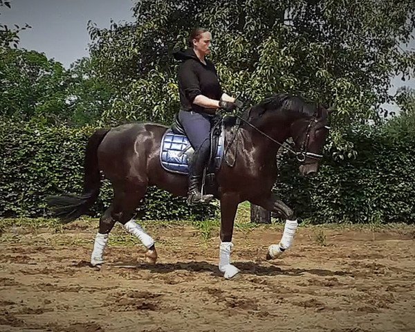 horse First Selection (Oldenburg, 2016, from Fürstenball)