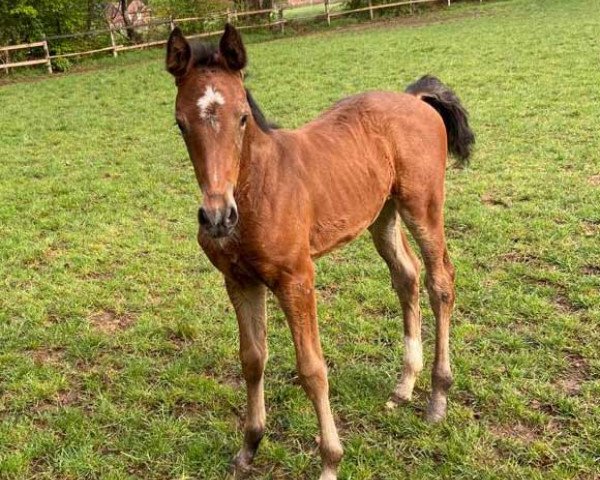 horse Carmelita (Holsteiner, 2020, from Comme il Faut)