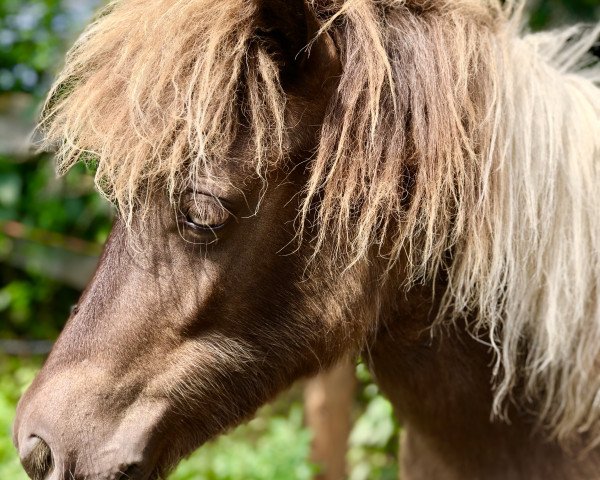 Zuchtstute Paisley vom Rindergraben (Shetland Pony, 2019, von Zaubertroll vom Rindergraben)