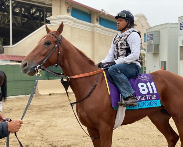 horse Mackinnon xx (Thoroughbred, 2019, from American Pharoah xx)
